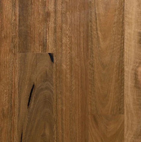 Spotted Gum